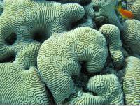 Brain coral Diploria cerebriformis 9